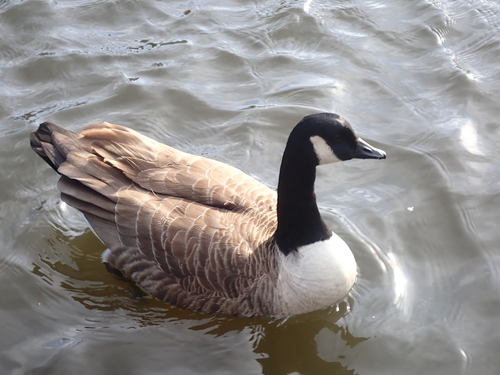 Canada Goose