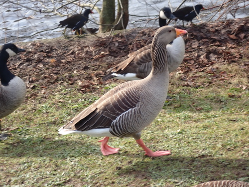 Goose