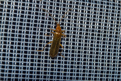 Rhagonycha translucida