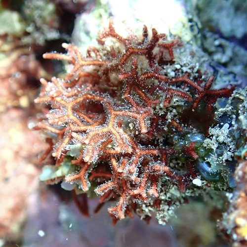 Actinotrichia fragilis