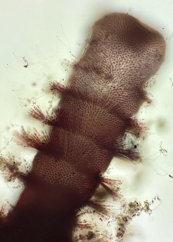 Actinotrichia fragilis