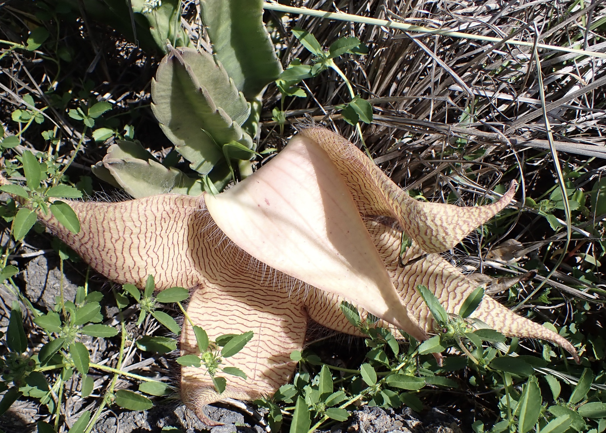Ceropegia gigantea