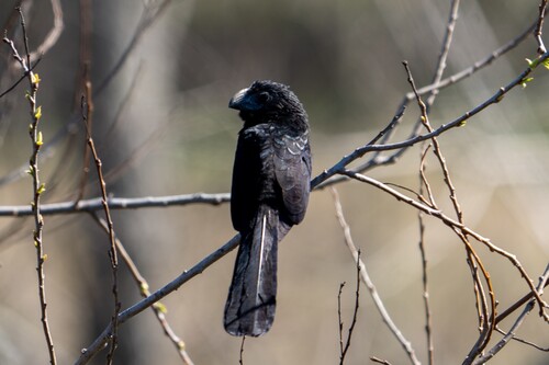 Groove-billed Ani (Crotophaga sulcirostris), photo 6
