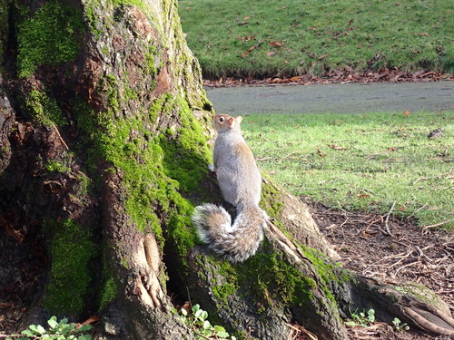 Eastern Gray Squirrel