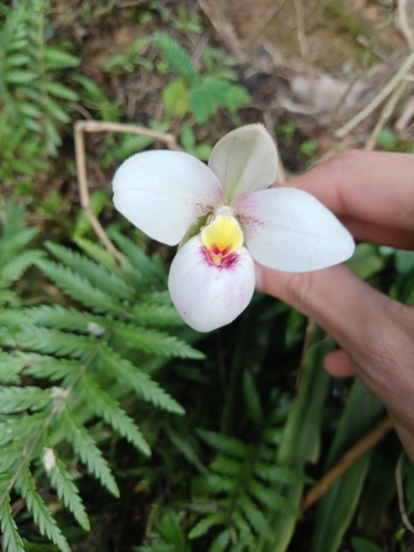 Schlimm's Phragmipedium (Phragmipedium schlimii)
