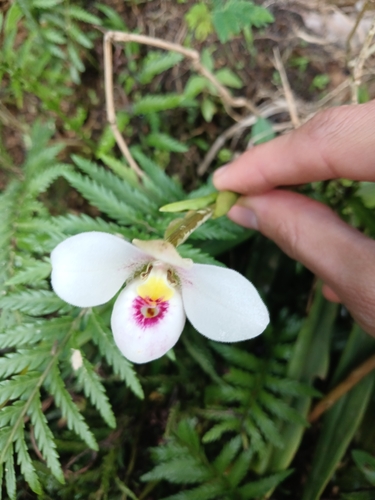 Phragmipedium schlimii, photograph 5