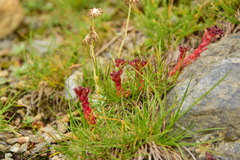Sedum atratum