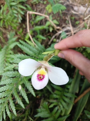 Phragmipedium schlimii, photograph 6