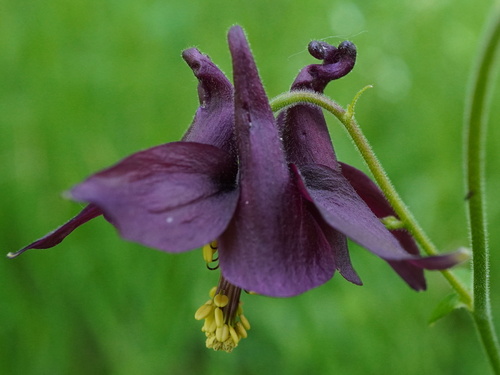 Aquilegia atrata