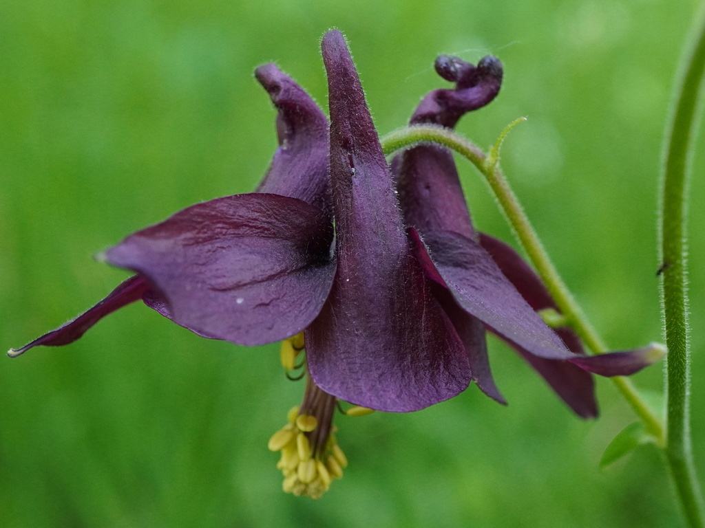 Aquilegia atrata, Molln, OÖ, Österreich