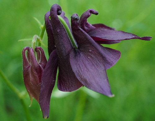 Aquilegia atrata