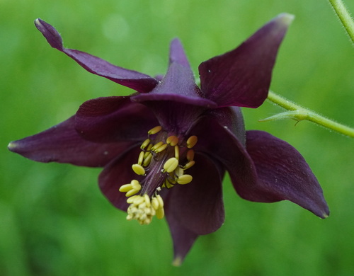 Aquilegia atrata