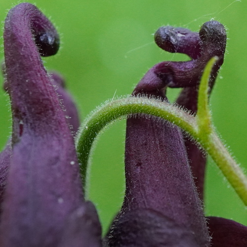 Aquilegia atrata