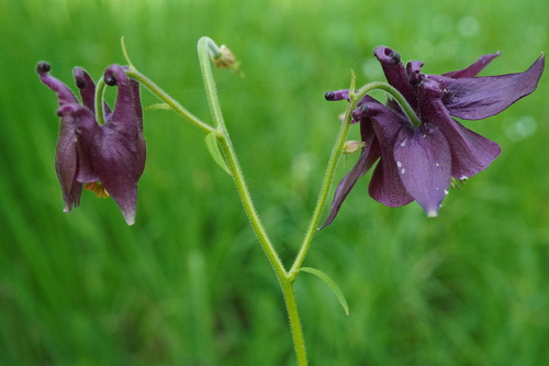 Aquilegia atrata
