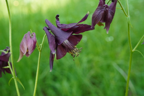Aquilegia atrata