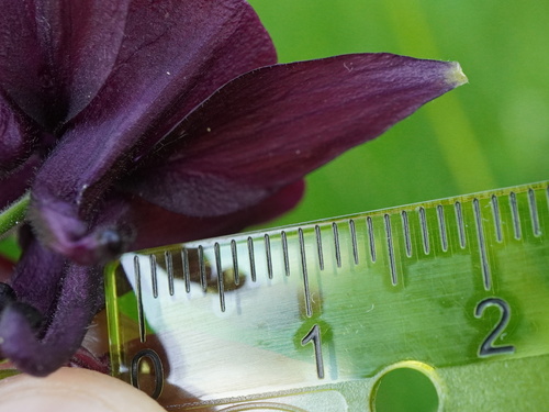Aquilegia atrata