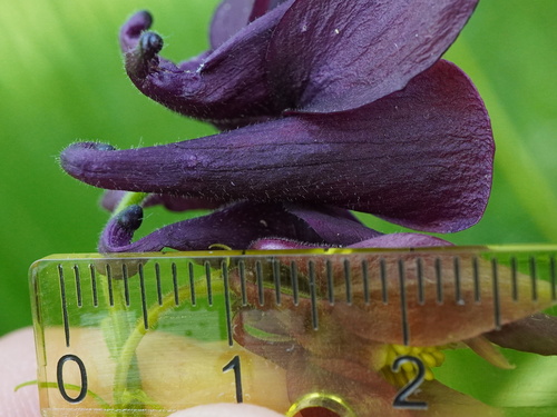 Aquilegia atrata
