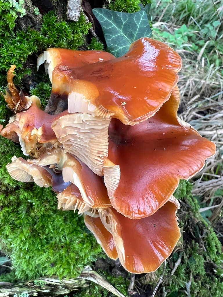 Flammulina · January 2026 · photo: © hugorainey (iNaturalist, cc-by)