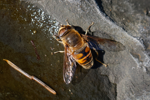 Unknown species found near Lincoln City Yard, OR, USA