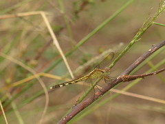 Erythrodiplax umbrata