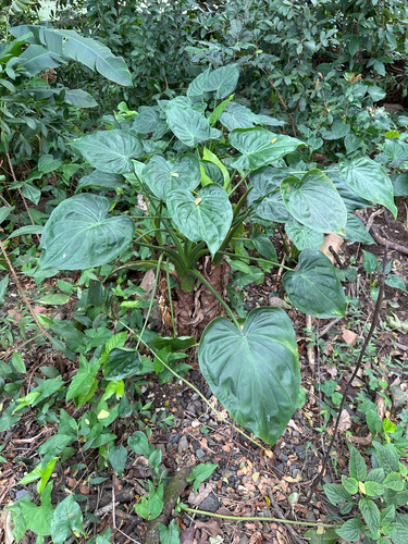Alocasia cucullata observed 2026-01-20