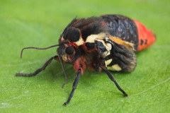 Arctia matronula