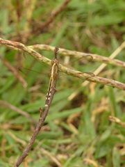 Erythrodiplax umbrata