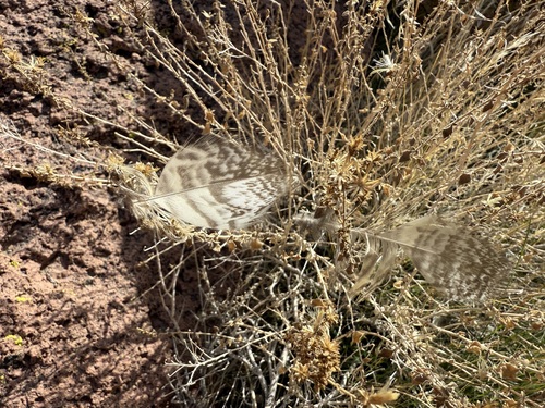 View observation of {o.common_name} on iNaturalist