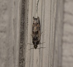 Pseudexentera spoliana