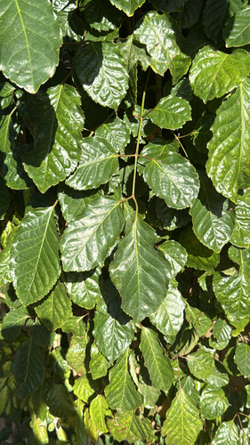 Polyscias guilfoylei observed 2026-01-19