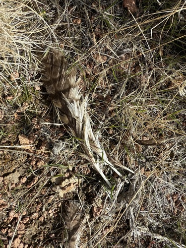 View observation of {o.common_name} on iNaturalist