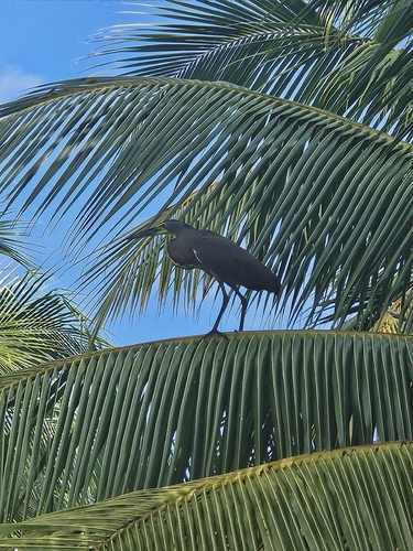 Bare-throated Tiger Heron (Tigrisoma mexicanum), photo 5