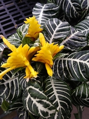 Aphelandra squarrosa