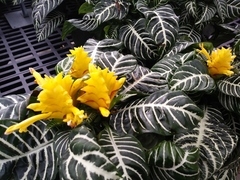 Aphelandra squarrosa