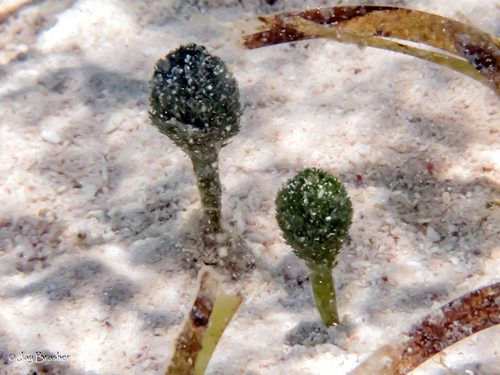 Shaving brush alga (Penicillus capitatus)