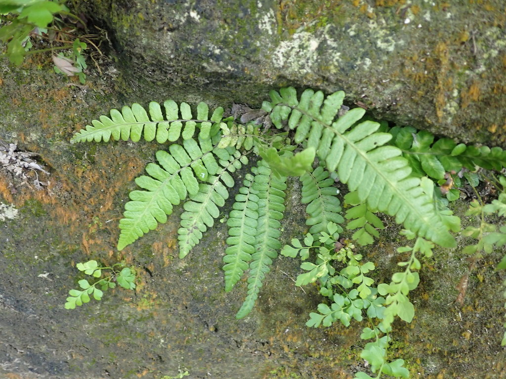 Goniopteris domingensis