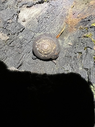 Sauroconcha jervisensis observed 2026-01-21