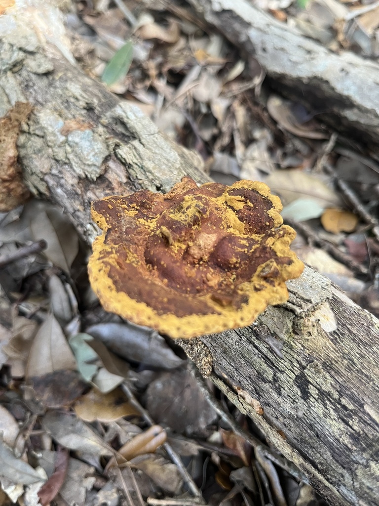 Fuscoporia gilva · January 2026 · photo: © smokeybear33 (iNaturalist, cc0)