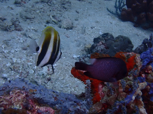 Highfin coralfish (Coradion altivelis) — Chaetodontidae — 4