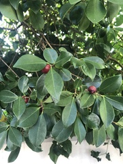 Psidium cattleyanum