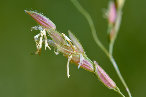 Leersia hexandra iNat (1)