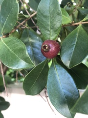 Psidium cattleyanum
