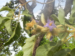 Solanum lycocarpum