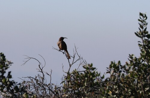 California Thrasher (Toxostoma redivivum), photo 4