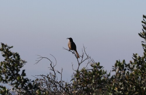California Thrasher (Toxostoma redivivum), photo 5