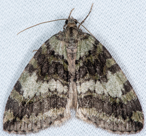 Oak Winter Highflyer and Allies photo 6