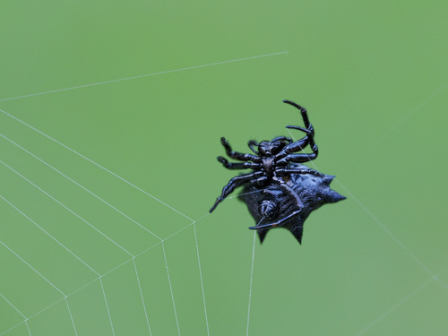 Spinybacked orbweaver