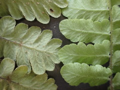 Goniopteris pellita