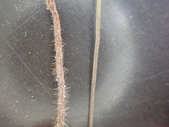 Goniopteris pellita