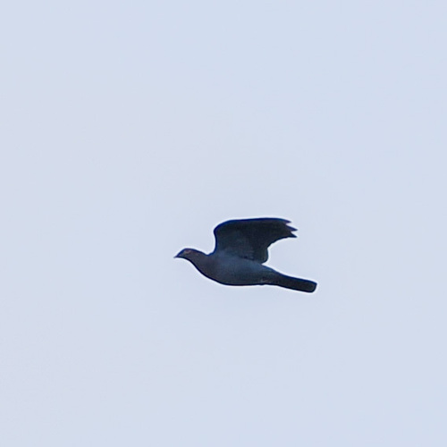 Scaly-naped Pigeon (Patagioenas squamosa)